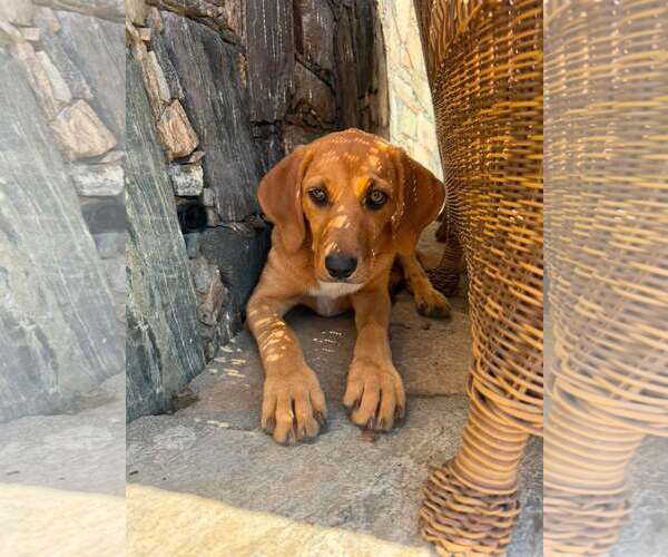 Medium Photo #9 Redbone Coonhound-Unknown Mix Puppy For Sale in pomfret, CT, USA