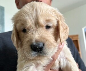 Golden Retriever Puppy for sale in HASLET, TX, USA