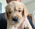 Small Photo #1 Golden Retriever Puppy For Sale in HASLET, TX, USA