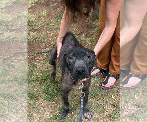 Milo - Male Mountain Cur-Unknown Mix Dog for Adoption - Photo #2
