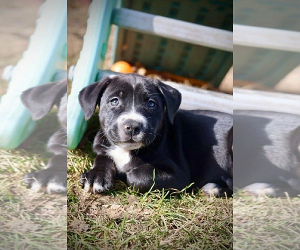 Medium Photo #4 American Staffordshire Terrier-Unknown Mix Puppy For Sale in Duluth, MN, USA
