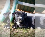 Small #3 American Staffordshire Terrier Mix