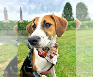 Beagle-Unknown Mix Dogs for adoption in Fultonham, NY, USA