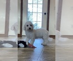 Small #1 Bichon Frise