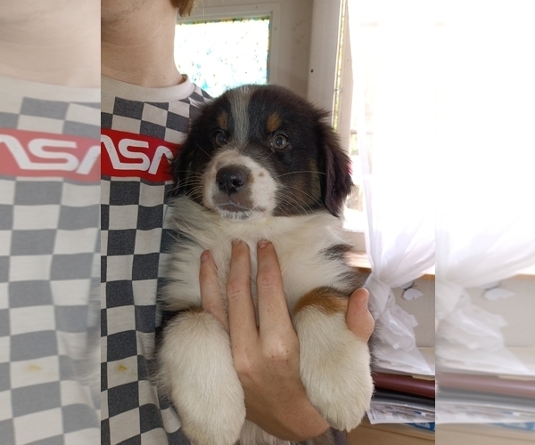 Full screen Photo #1 Australian Shepherd Puppy For Sale in DUNNELLON, FL, USA