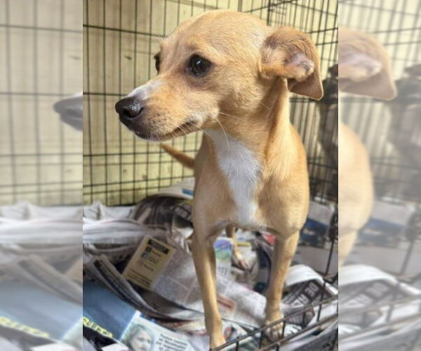 Medium Photo #1 Chihuahua-Unknown Mix Puppy For Sale in Virginia Beach, VA, USA