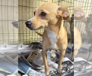 Chihuahua-Unknown Mix Dogs for adoption in Virginia Beach, VA, USA