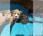 Small #5 Yorkshire Terrier