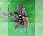 Small Photo #10 Belgian Malinois-Dutch Shepherd Dog Mix Puppy For Sale in CALHAN, CO, USA