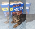Small Photo #257 Yorkshire Terrier Puppy For Sale in AKRON, OH, USA