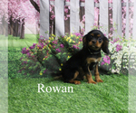 Small #19 Cavalier King Charles Spaniel