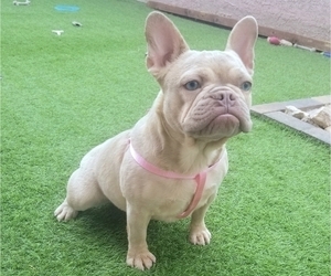 Mother of the French Bulldog puppies born on 08/09/2022