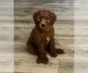 Goldendoodle Puppy for Sale in SAN ANGELO, Texas USA