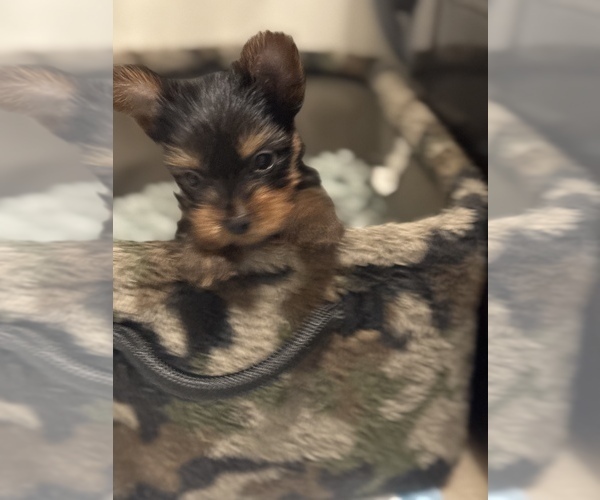 Medium Photo #15 Yorkshire Terrier Puppy For Sale in LA PLATA, MD, USA