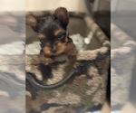 Small #14 Yorkshire Terrier
