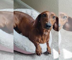 Dachshund Dogs for adoption in Los Angeles, CA, USA