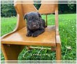 Puppy 5 Schnauzer (Miniature)