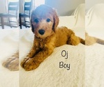 Small Photo #7 Goldendoodle Puppy For Sale in PHOENIX, AZ, USA