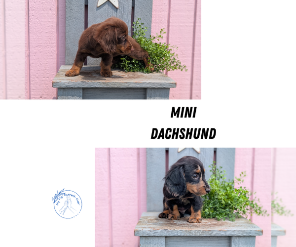 Medium Photo #1 Dachshund Puppy For Sale in GOSHEN, IN, USA