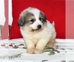 Small #2 Great Pyrenees