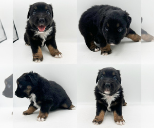 Miniature Australian Shepherd Puppy for sale in BROOKER, FL, USA