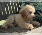 Puppy Avery Poodle (Toy)