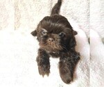 Puppy Rain Shih Tzu