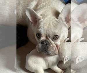 Mother of the French Bulldog puppies born on 08/13/2021