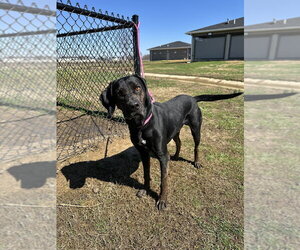 Labrottie Dogs for adoption in Evansville, IN, USA