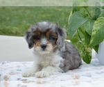 Puppy Drew Cavapoo