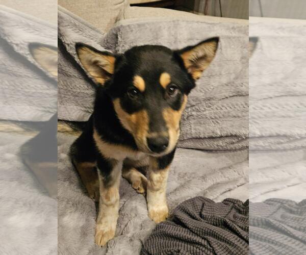 Medium Photo #4 Siberian Husky-Unknown Mix Puppy For Sale in Incline Village, NV, USA