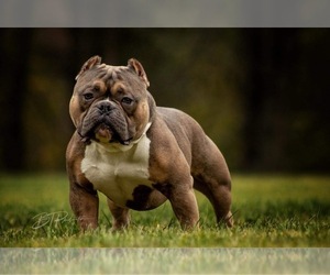 Father of the American Bully puppies born on 02/03/2021