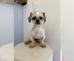 Small #2 Shih Tzu