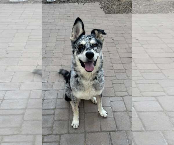 Medium Photo #1 Siberian Husky-Unknown Mix Puppy For Sale in Chandler, AZ, USA