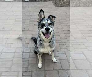 Siberian Husky-Unknown Mix Dogs for adoption in Chandler, AZ, USA