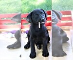 Small #5 Labrador Retriever