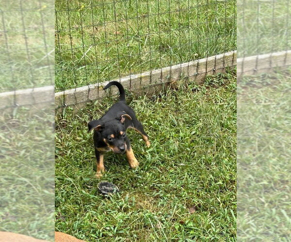 Medium Photo #9 Mutt Puppy For Sale in garner, NC, USA
