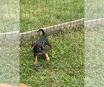 Small Photo #9 Mutt Puppy For Sale in garner, NC, USA