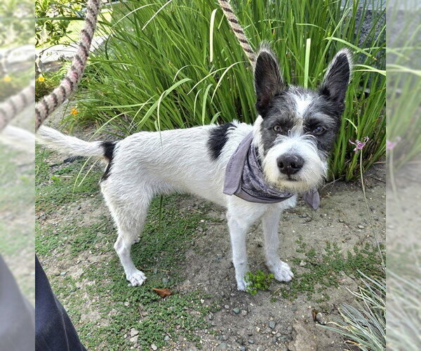 Medium Photo #1 - Mix Puppy For Sale in Long Beach, CA, USA