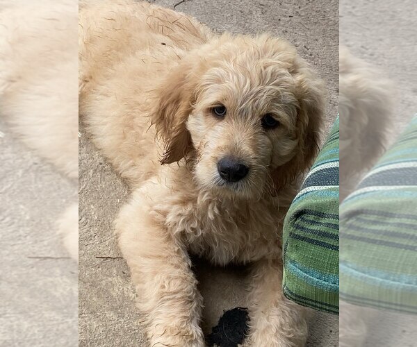 Medium Photo #9 Goldendoodle Puppy For Sale in PARKER CITY, IN, USA