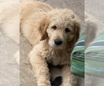 Small #8 Goldendoodle