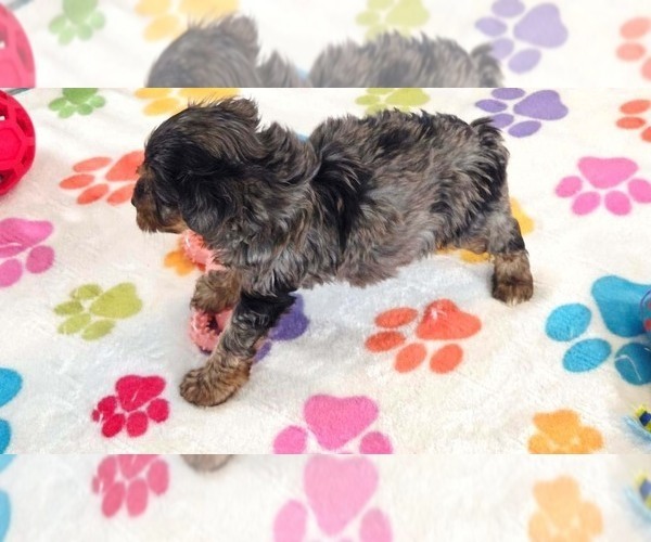 Medium Photo #7 Yorkipoo Puppy For Sale in ORO VALLEY, AZ, USA