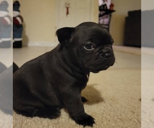 French Bulldog Puppy for sale in PALM COAST, FL, USA