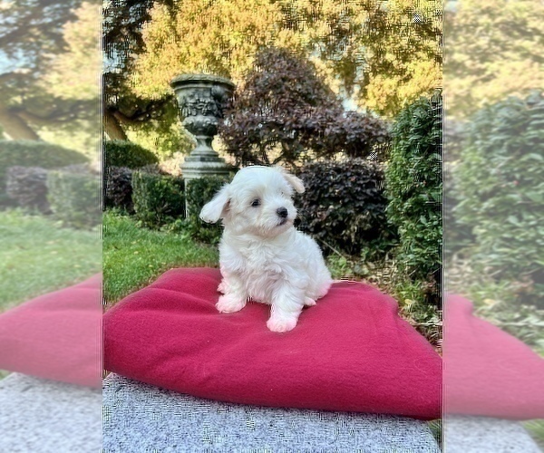 Medium Photo #6 Maltese Puppy For Sale in HAYWARD, CA, USA