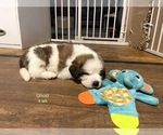 Small Photo #6 Saint Bernard Puppy For Sale in SAVANNAH, MO, USA