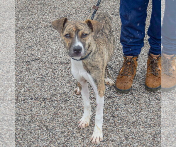 Medium Photo #3 Boxer-Whippet Mix Puppy For Sale in Huntley, IL, USA