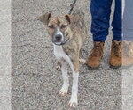 Small #2 Boxer-Whippet Mix
