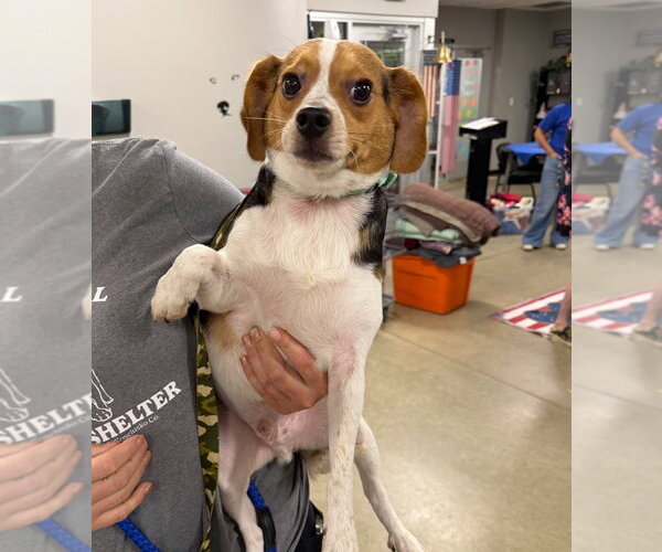 Medium Photo #2 Beagle-Unknown Mix Puppy For Sale in Pierceton , IN, USA