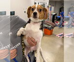 Small #1 Beagle Mix