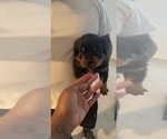 Small #7 Rottweiler